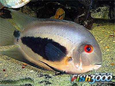 黑云鱼可以和龙混养么 黑云鱼可以混养吗？