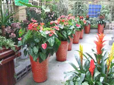 50种常见花卉养护方法 千种常见花卉·种植与养护