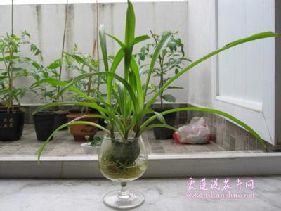 吊兰水培方法放多少水 吊兰的水培方法