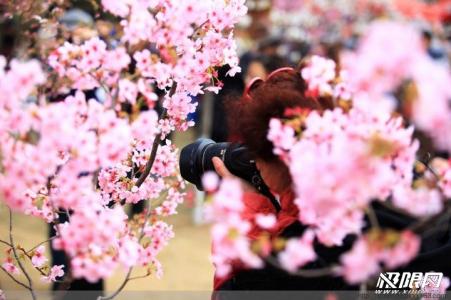 樱花拍摄技巧 樱花季,最全最实用的樱花拍摄技巧,收藏了!
