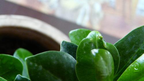 蚊香泡水杀小飞虫 蚊香能杀黑色小飞虫吗 巧用蚊香杀死植物花卉的飞虫,这窍门多少人不知道!