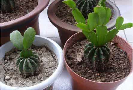 仙人球的嫁接方法视频 仙人球的嫁接方法