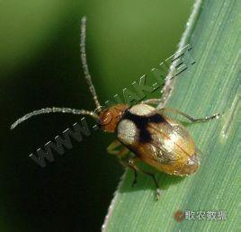 巴拉望巨扁锹甲虫 双甲扁虫