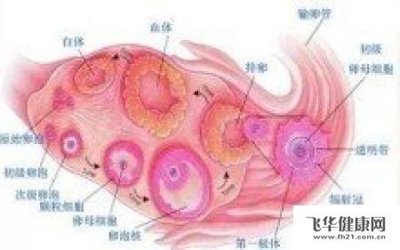 多卵泡和多囊卵巢区别 卵泡多就是多囊卵巢吗？