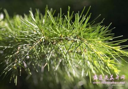 松针泡水喝有什么功效 松针的药用价值