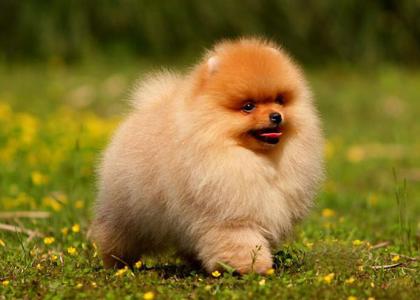 哈多利系博美犬价格 哈多利博美犬价格 哈多利系博美犬价格介绍