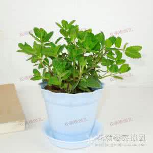 盆栽薄荷能吃吗 盆栽薄荷怎么养