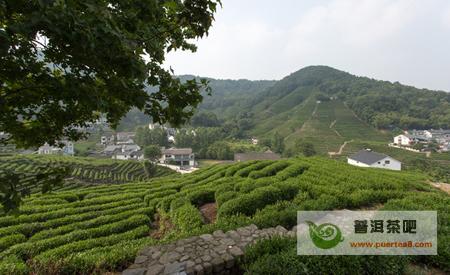西湖龙井茶产地 龙井产地 真正的西湖龙井茶产地在哪?