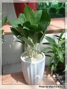 有毒的观赏植物 18种常见观赏植物简介【养眼、去毒】