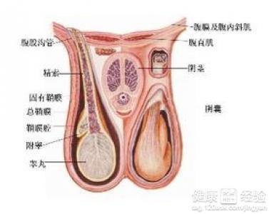 男性生殖器疱疹 男性活到百岁新发现 舍弃生殖器