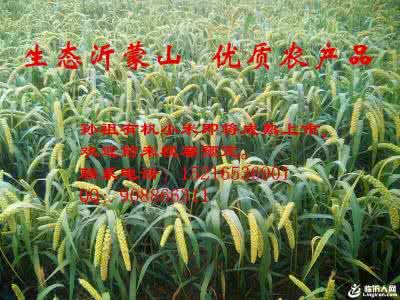 孙祖小米 孙祖小米及绿色高产栽培技术