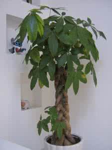 家庭养花大全配图 家庭养花大全(配图)二