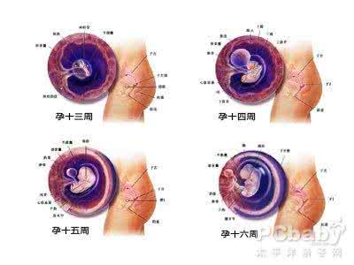 胎儿发育时间表 胎儿器官发育时间表 胎儿发育时间表 你家胎儿发育正常吗？