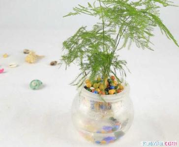 水培文竹的养殖方法 水培文竹的养殖方法 文竹的水培方法