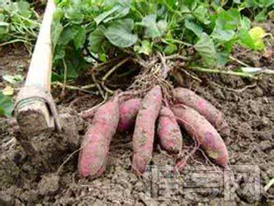 护心肉的营养价值 地瓜的营养价值 护心又抗癌