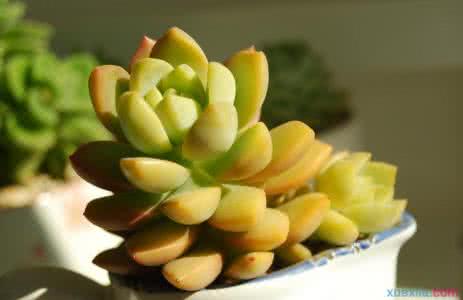 多肉植物黄丽怎么养 多肉植物黄丽 多肉植物黄丽怎么养