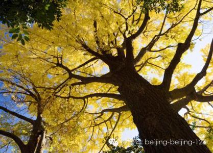 京城无处不飞花 银杏还是千年的最漂亮，京城8处景点赏古银杏，美！
