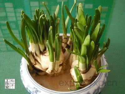 水仙花的生长环境 水仙花生长环境 水仙花对生长环境的要求有哪些