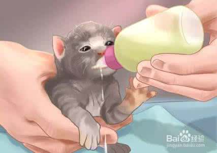 幼猫怎么喂食 怎么照顾幼猫