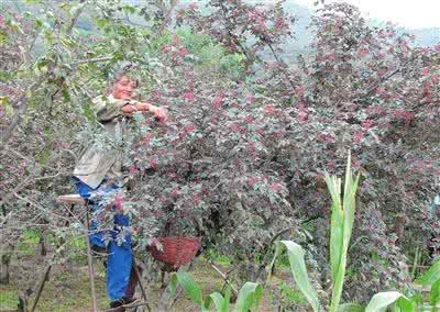 花椒适合哪些地区种植 花椒适合哪些地区种植 六月份适合种植哪些花？