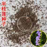 半枝莲的价格是多少 半枝莲的价格是多少？