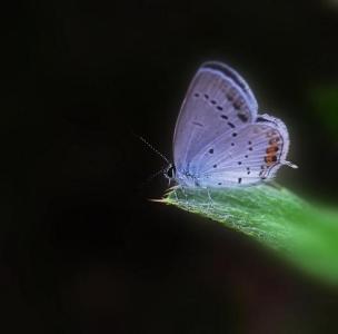 背景虚化的照片怎么拍 简洁黑背景照片怎么拍