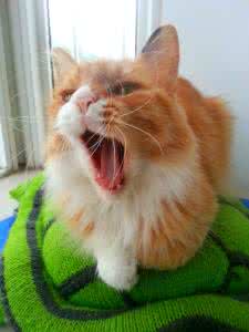 猫生病的症状 猫病 猫生病了怎么办？