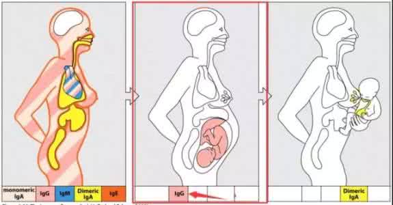食物过敏及预防 儿童慢性食物过敏的预防和治疗---<功能医学医生>科普系列