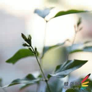 摄影入门教程 【摄影入门】《一笑摄影教程》第五集：景深