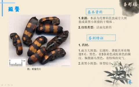 斑蝥的功效与作用 斑蝥的功效与作用 中药斑蝥功效与作用有