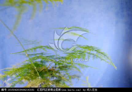 文竹徒长 文竹徒长,1招让它长不高,萌发几十条侧枝