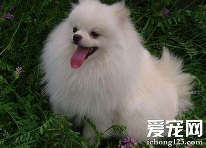 博美犬的寿命 博美犬的寿命 博美犬的寿命大概是多少