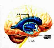 神奇的干细胞 探秘神奇的干细胞