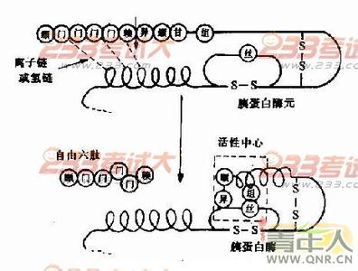 胰蛋白酶的作用 胰蛋白酶 胰蛋白酶的作用与用途
