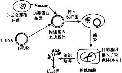 基因工程的概念 基因工程的概念 完成下列基因工程操作的常规方法概念图：用_______________提取目的基因→用_______