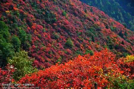 北京香山红叶 2012年10月北京之九_香山红叶