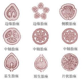 十字花科胎座 胎座框
