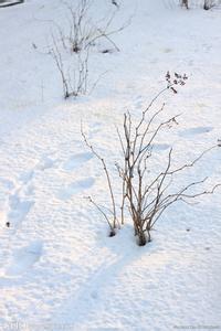 雪地娘子军 雪地棘豆