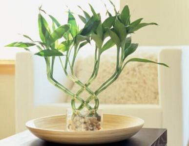 家里放什么植物好风水 家里养什么植物风水好