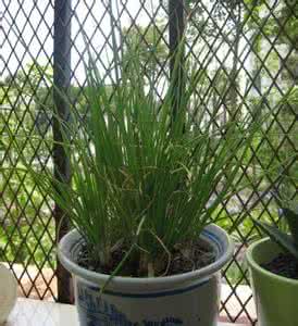 盆栽大葱 盆栽大葱的入夏管理