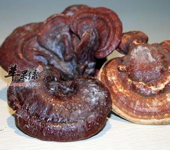 灵芝对肝脏有修复作用 灵芝对肝的作用