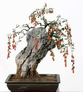 枸杞盆景栽培技术 自家栽培枸杞盆景