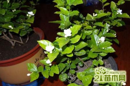 家庭芽苗菜种植技巧 家庭芽苗菜种植技巧 【茉莉花怎么养】茉莉花的种植技巧