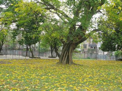 榕树春天落叶 榕树落叶