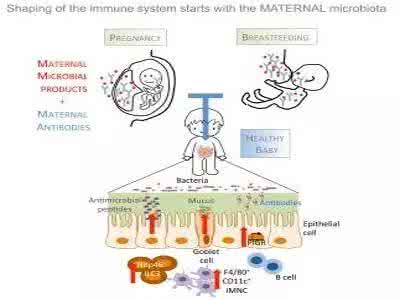 肠道免疫力 宝宝的免疫力好不好 妈妈的肠道微生物是关键