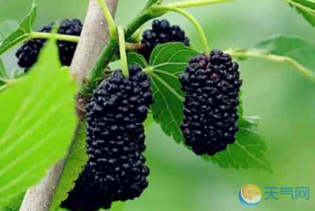 桑葚的营养价值及功效 桑葚的营养价值及功效 桑葚的营养价值