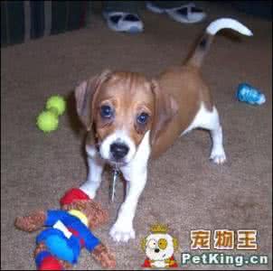 比格犬图片大全 比格犬常见疾病大全