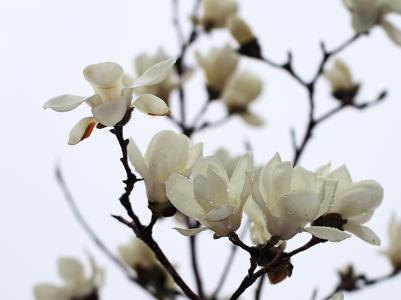 花重锦 岚欣 全文阅读 花重锦