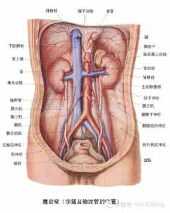 人体器官解剖图 人体结构器官功能解剖图.全集