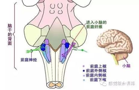 *“前庭觉” 没听过就来了解，孩子学习发展能力全靠它
